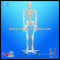 Modelo de esqueleto humano de orçamento 2013, modelo de esqueleto masculino de 180 cm
